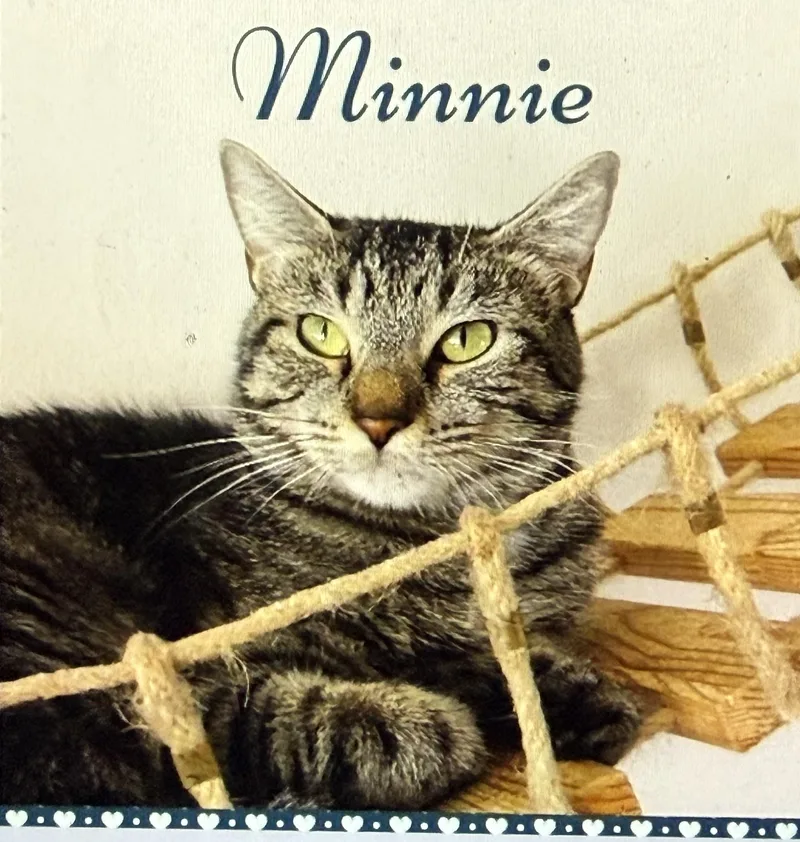 An adult medium-sized female Tabby (Brown / Chocolate) Domestic Short Hair cat named Minnie for adoption in Pawleys Island, SC
