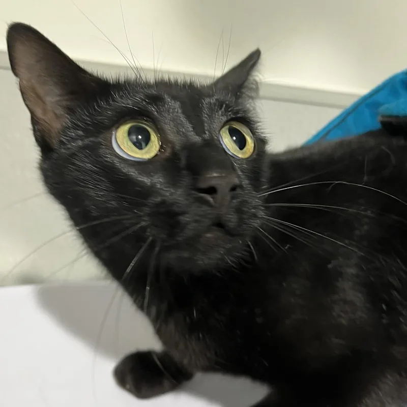 An adult medium-sized female Black Domestic Short Hair cat named Darla for adoption in Tampa, FL