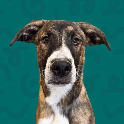 An adult medium-sized male Brown / Chocolate Shepherd dog named Koda for adoption in Reno, NV