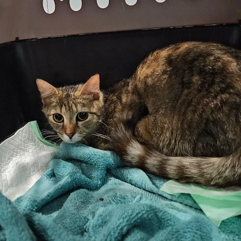 An adult medium-sized female Brown / Chocolate Domestic Short Hair cat named Disco for adoption in Greensboro, NC