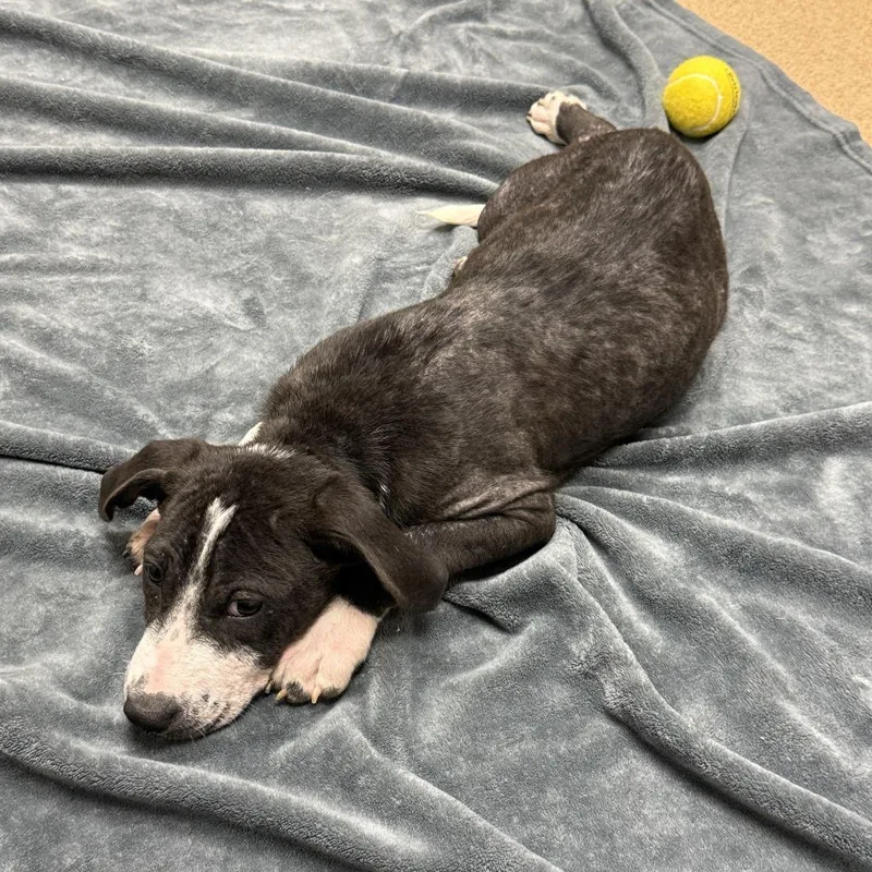 A baby medium-sized male Pit Bull Terrier dog named Shire for adoption in Brenham, TX