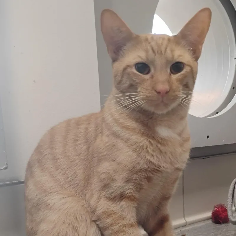 An adult medium-sized male Orange / Red Domestic Short Hair cat named Boots for adoption in Bentonville, AR