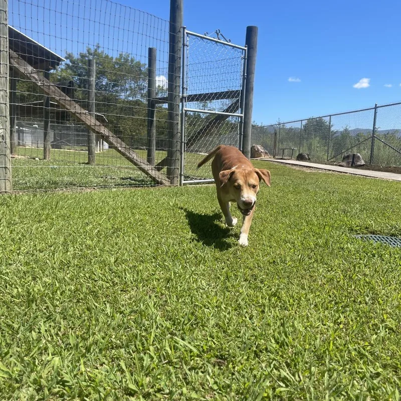 An adult medium-sized male Yellow / Tan / Blond / Fawn American Staffordshire Terrier dog named Farquad for adoption in Blairsville, GA