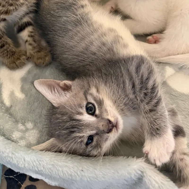 A baby small-sized male Gray / Blue / Silver Domestic Short Hair cat named Peck for adoption in Juno Beach, FL
