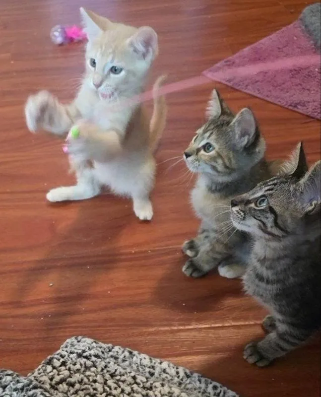 A baby medium-sized male Domestic Short Hair cat named Wellesley for adoption in Rosenberg, TX