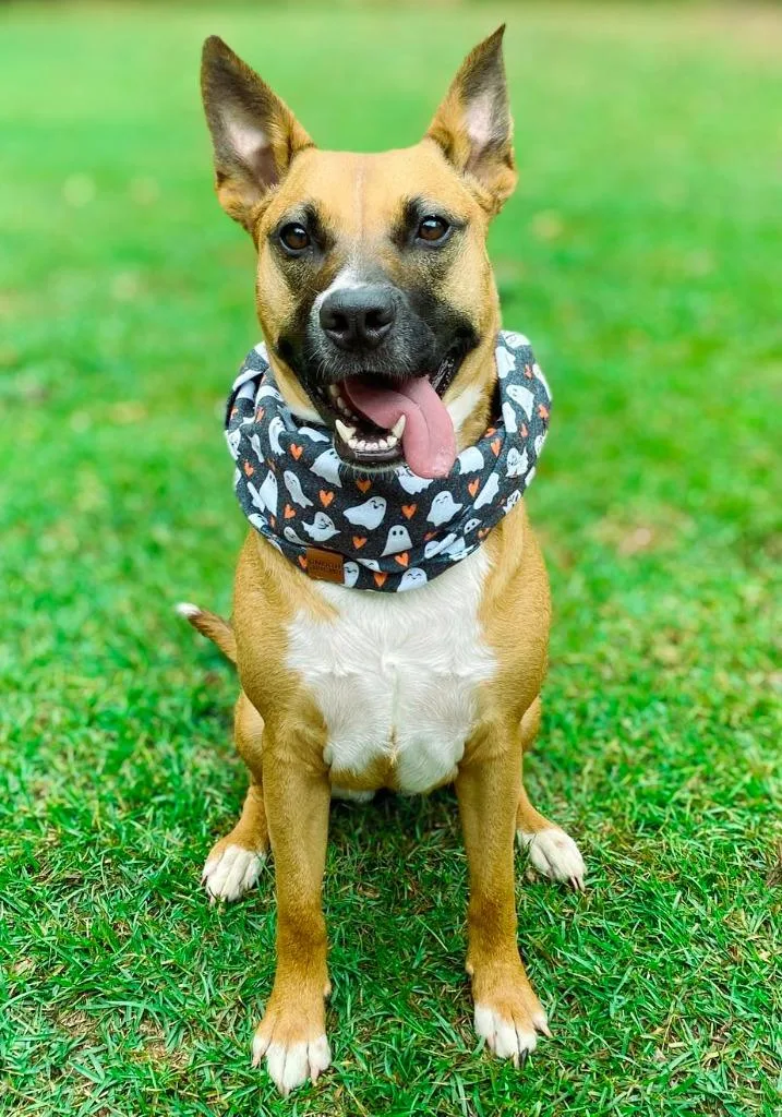 An adult medium-sized female Hound dog named Java for adoption in Macon, GA