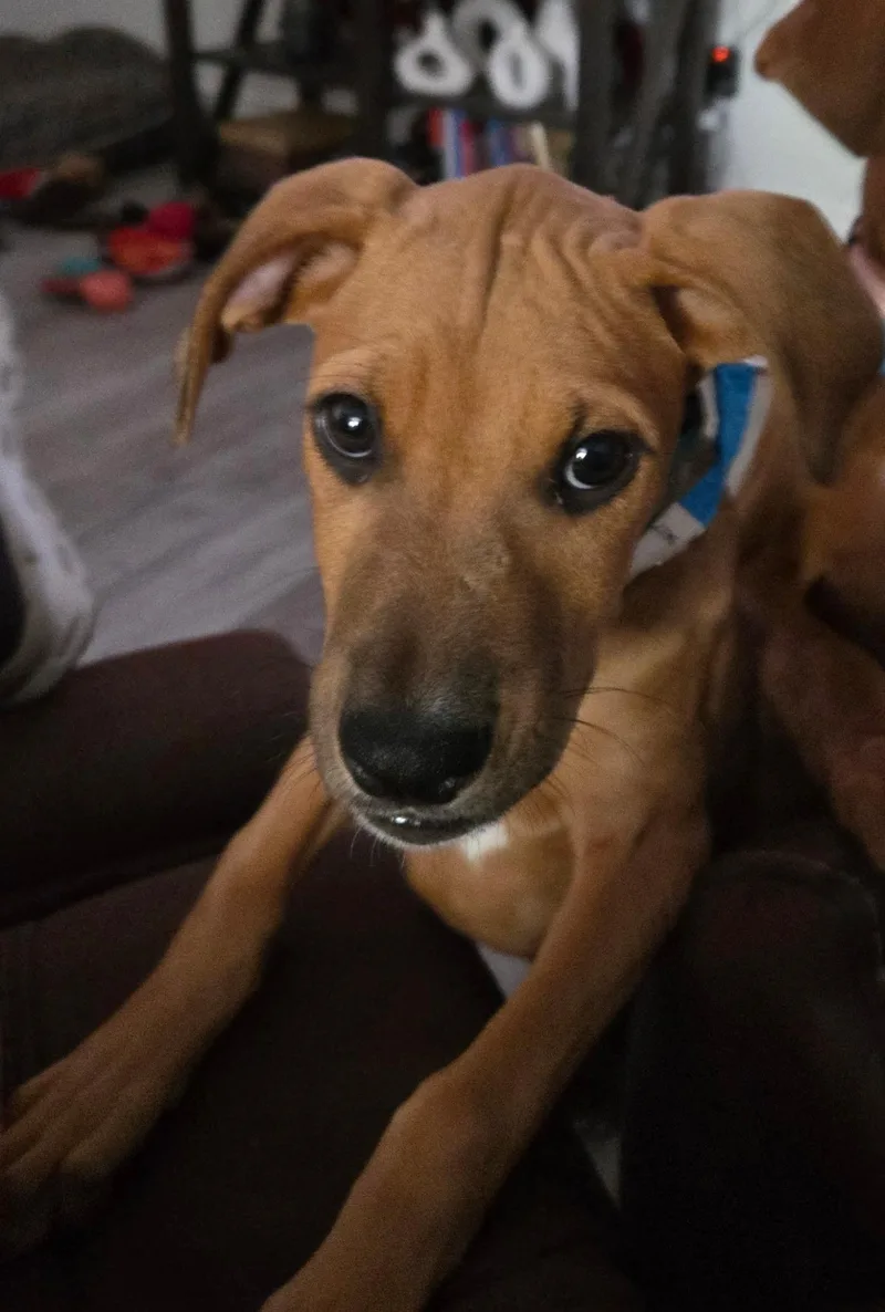 A baby medium-sized female Red / Chestnut / Orange Rhodesian Ridgeback dog named Alana for adoption in Fort Collins, CO
