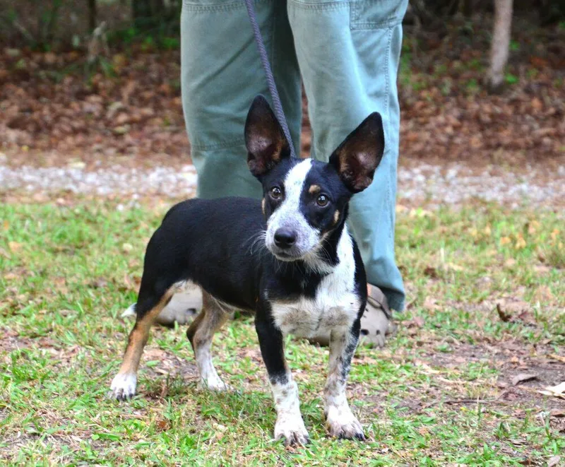 A young small-sized male Tricolor (Brown, Black, & White) Chihuahua dog named Mccoy for adoption in Willingboro, NJ