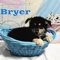Bryer