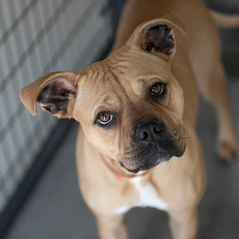 An adult medium-sized female Brown / Chocolate Mixed Breed dog named Apple Pie for adoption in Peyton, CO