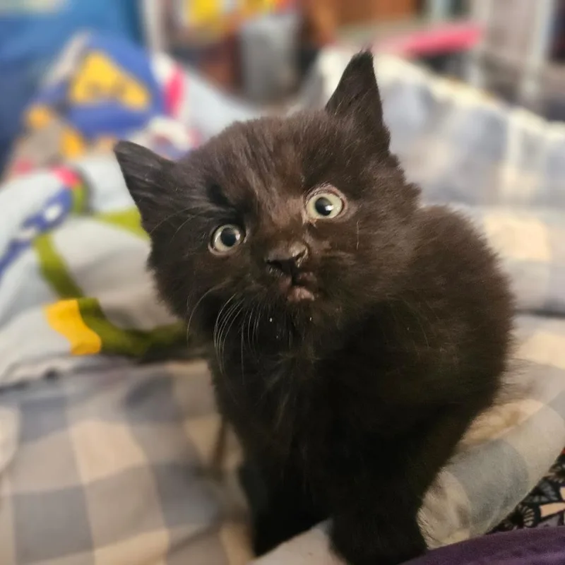 A baby small-sized male Domestic Medium Hair cat named Derek for adoption in Watertown, NY