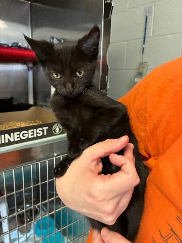 A young medium-sized male Black Domestic Short Hair cat named Pixie for adoption in Cincinnati, OH
