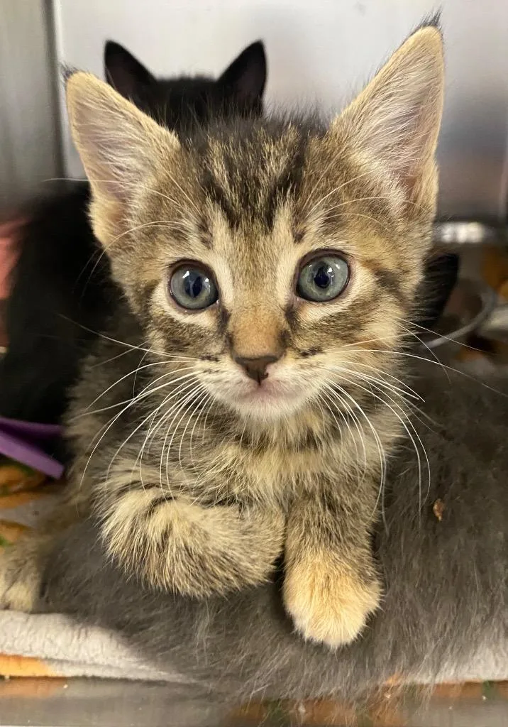 A baby large-sized female Domestic Short Hair cat named Kim for adoption in Lockhart, TX