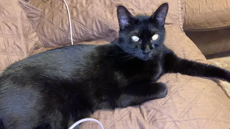 An adult medium-sized male Black Bombay cat named Franklin for adoption in Metairie, LA