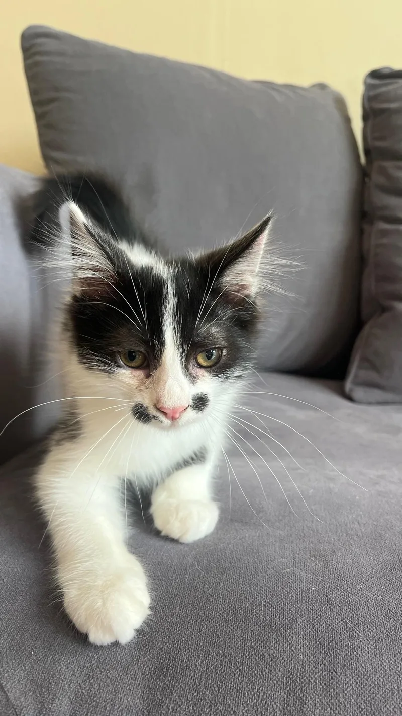 A baby small-sized male Black & White / Tuxedo Domestic Long Hair cat named Pebbles for adoption in San Francisco, CA