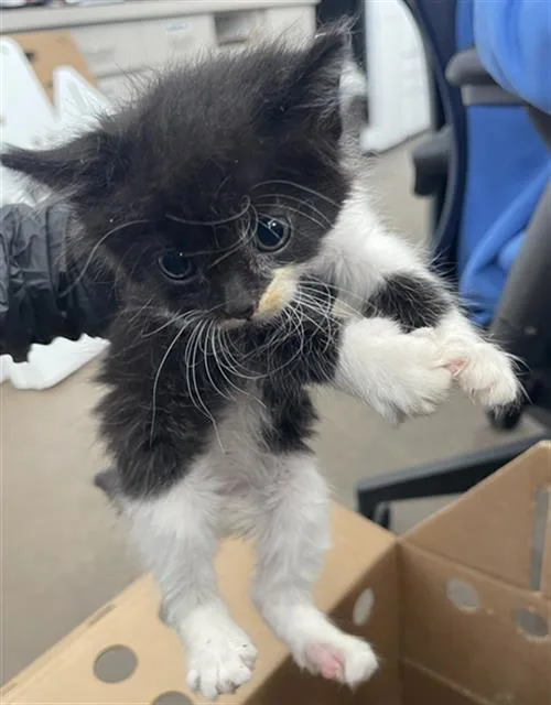 A baby medium-sized female Domestic Short Hair cat named Nala for adoption in Dallas, TX