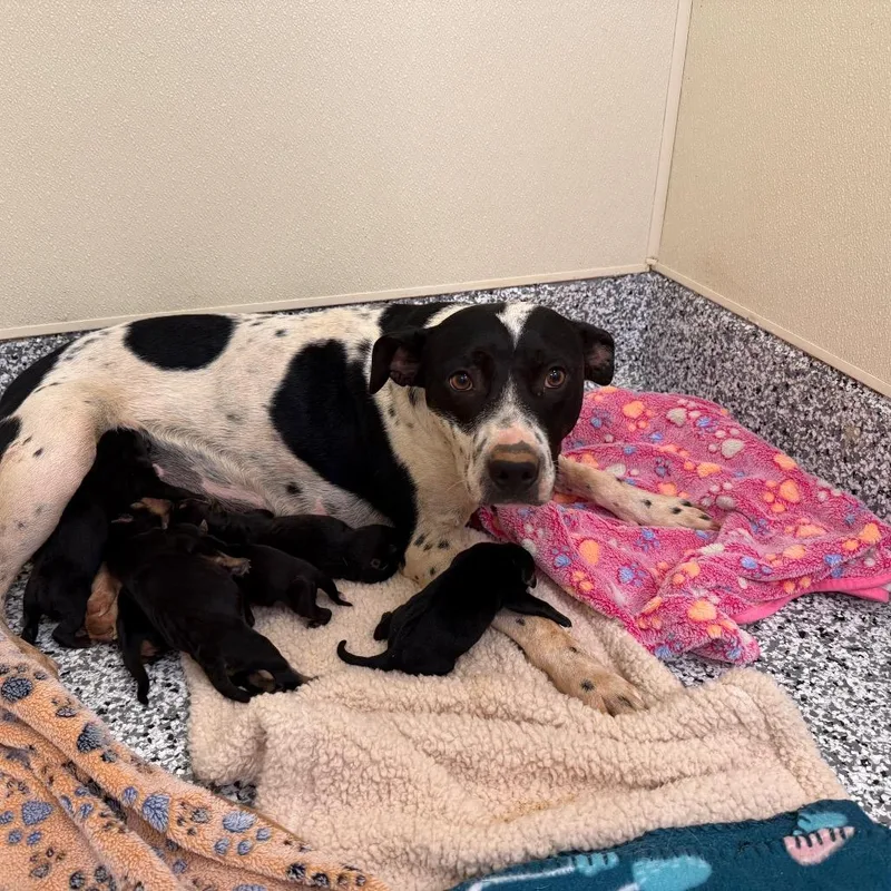 A baby small-sized male Black Mixed Breed dog named Woody for adoption in Madisonville, TN
