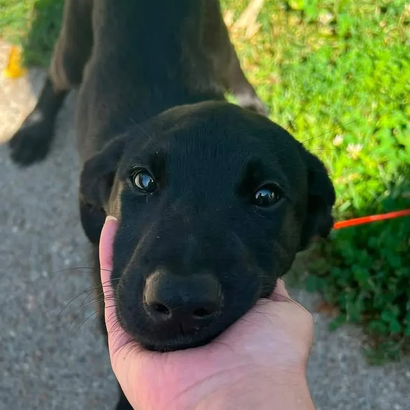 A baby large-sized female Black Labrador Retriever dog named Bear for adoption in Grand Island, NE