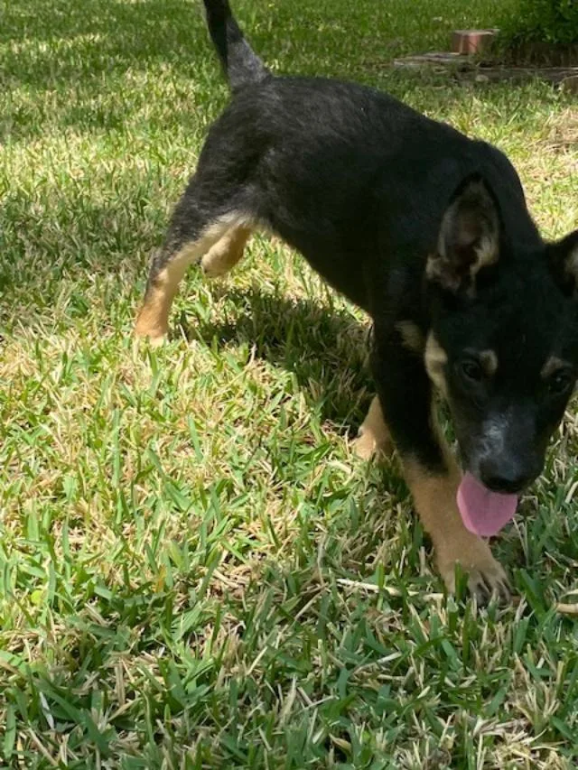 A young medium-sized female German Shepherd Dog dog named Twix for adoption in Garland, TX