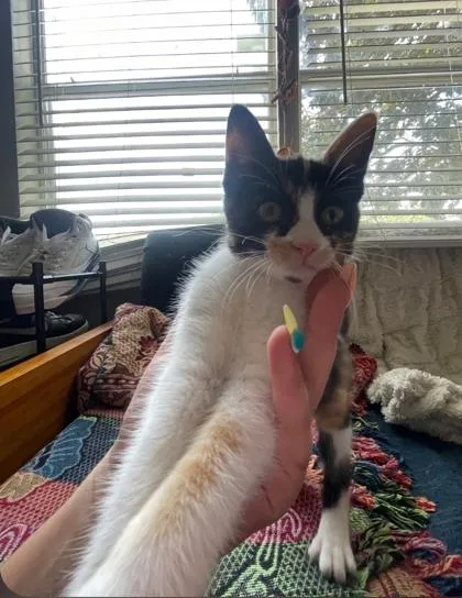A baby medium-sized female Calico Domestic Short Hair cat named Chaparra for adoption in Warr Acres, OK