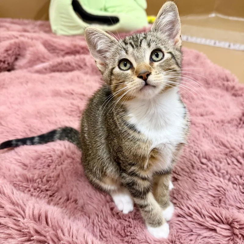 A baby small-sized female Brown / Chocolate Domestic Short Hair cat named Guava for adoption in Agoura Hills, CA