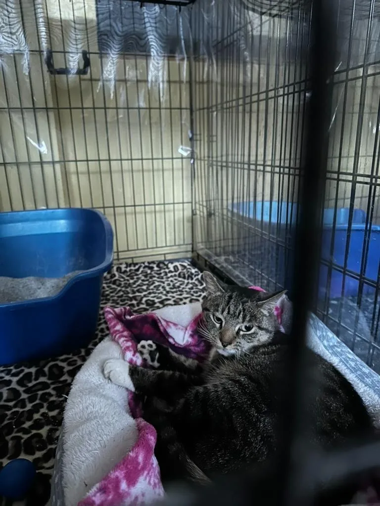A young medium-sized female Domestic Short Hair cat named Charlie for adoption in Rice Lake, WI