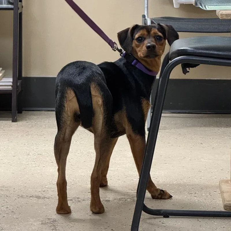 An adult small-sized female Black Miniature Pinscher dog named Jill for adoption in Columbus, NC