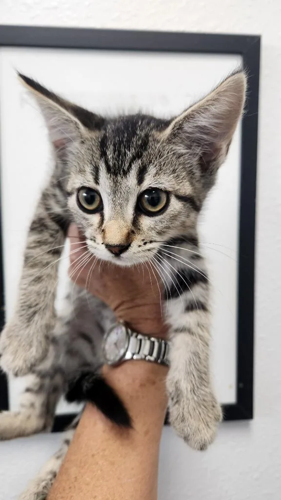 A baby small-sized female Domestic Short Hair cat named Linda for adoption in Brookings, OR