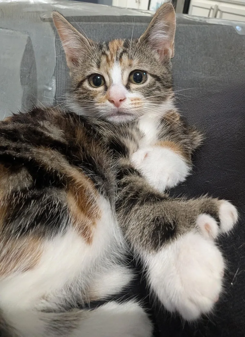 A baby medium-sized female Domestic Short Hair cat named Petunia for adoption in Austin, TX