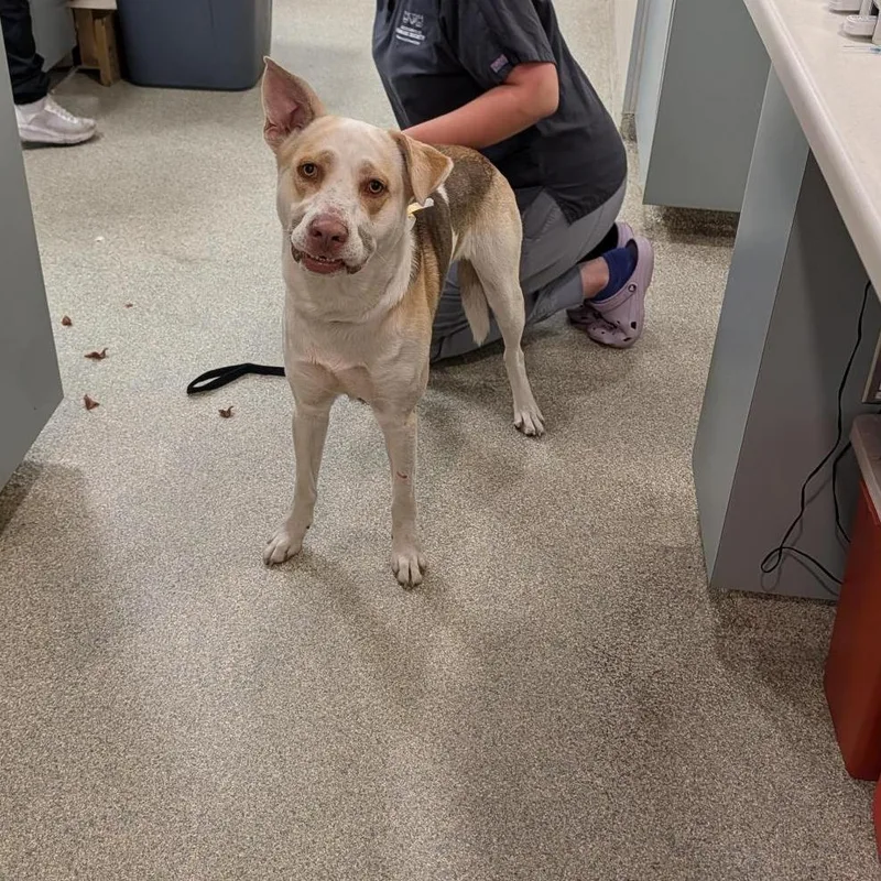 An adult large-sized male Yellow / Tan / Blond / Fawn Mixed Breed dog named Hurricane for adoption in Jacksonville, FL