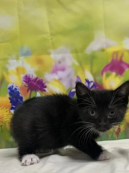 A young small-sized female Domestic Short Hair cat named Quinn Fabray for adoption in San Antonio, TX
