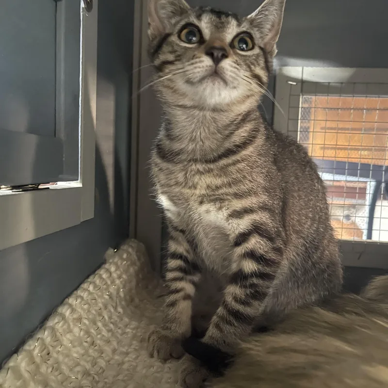 A baby small-sized female Tabby (Brown / Chocolate) Domestic Short Hair cat named Princess Peach for adoption in Davison, MI