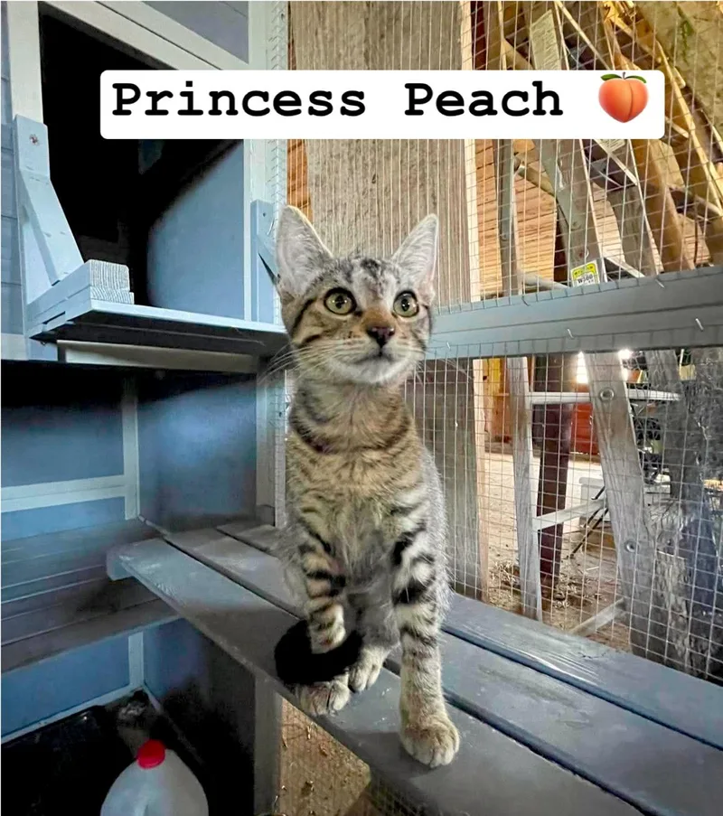 Princess Peach thumbnail 2