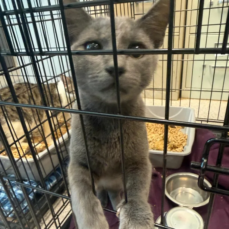 A young medium-sized male Domestic Short Hair cat named Justin for adoption in Horn Lake, MS
