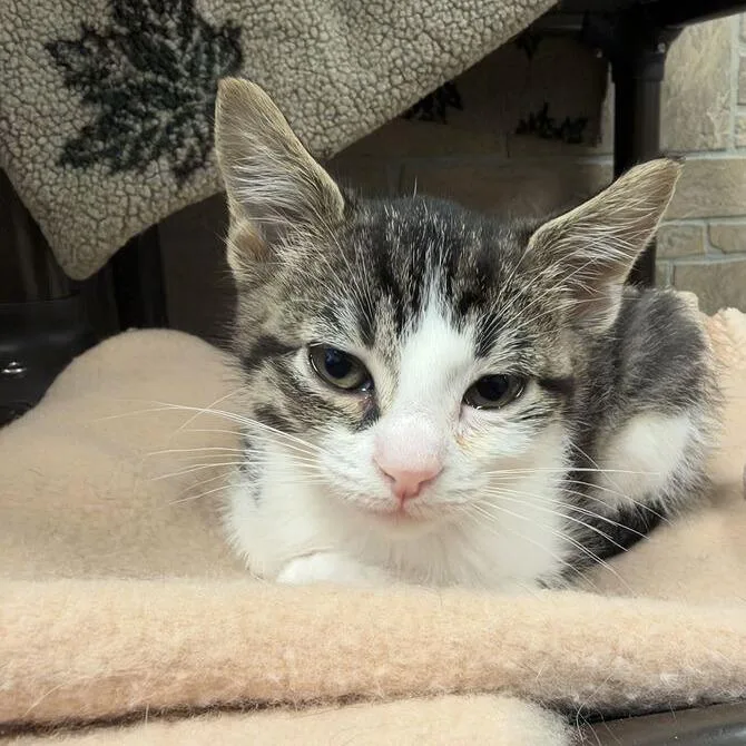 A baby small-sized male Brown / Chocolate Domestic Short Hair cat named Ghoul for adoption in Davenport, IA