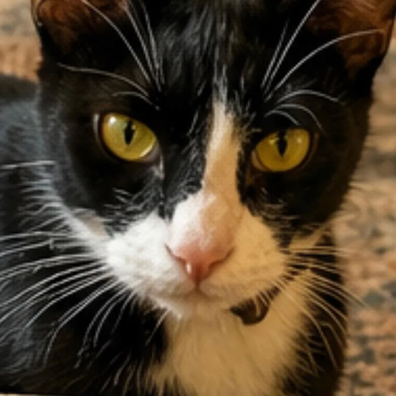 An adult small-sized female Black & White / Tuxedo Domestic Short Hair cat named Penny for adoption in Mansfield, TX
