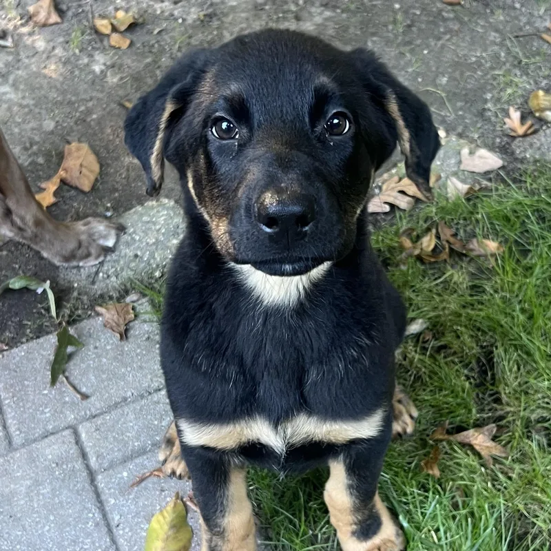 A baby medium-sized male Tricolor (Brown, Black, & White) German Shepherd Dog named Anole for adoption in Richmond, VA