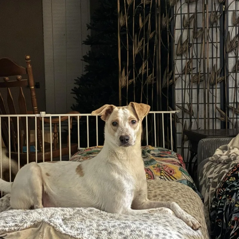 Pharr Puppies thumbnail 2