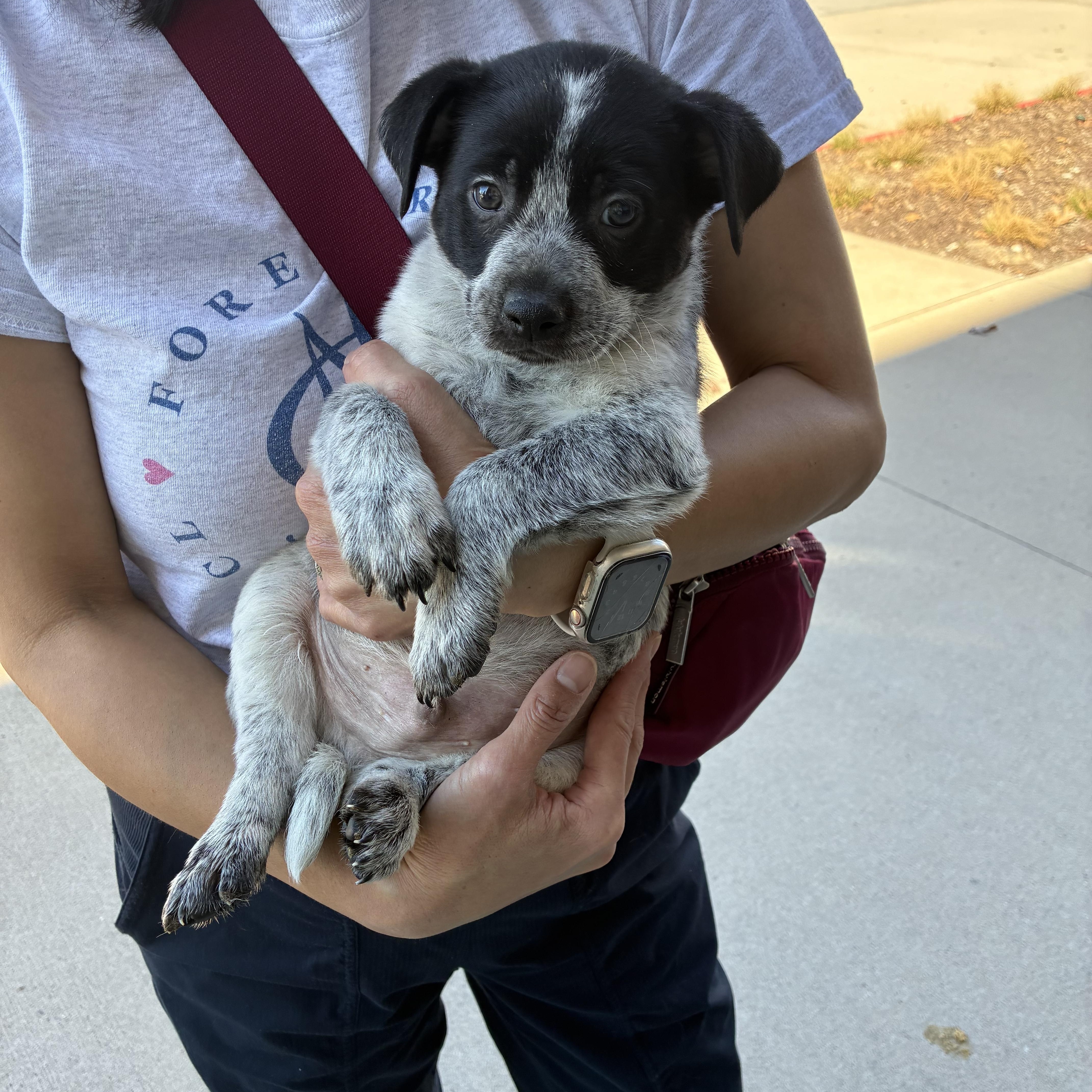 Pharr Puppies thumbnail 3