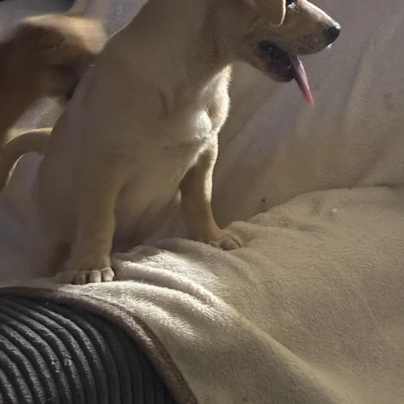 Pharr Puppies thumbnail 4