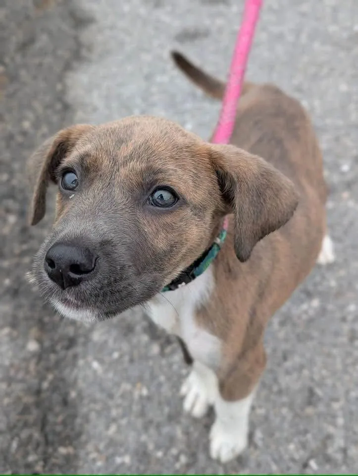 A baby medium-sized male Terrier dog named Boots for adoption in Defiance, OH