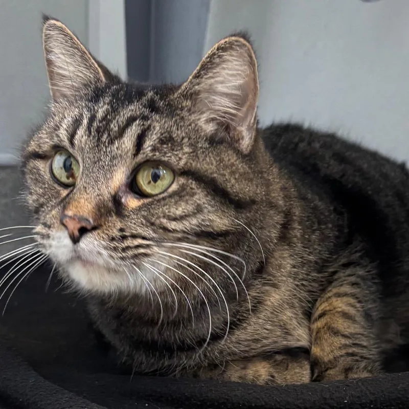 Biscuit Maker thumbnail 2