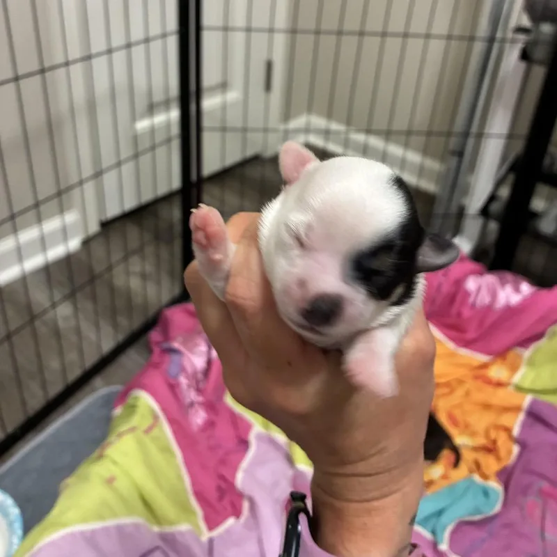 Lolli thumbnail 3
