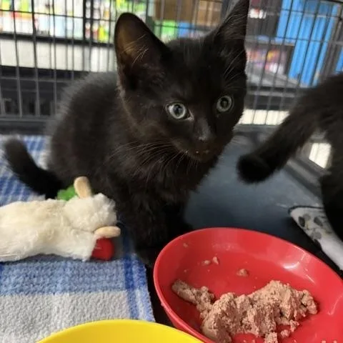 A baby medium-sized male Black Domestic Short Hair cat named Rogan for adoption in Midland, MI