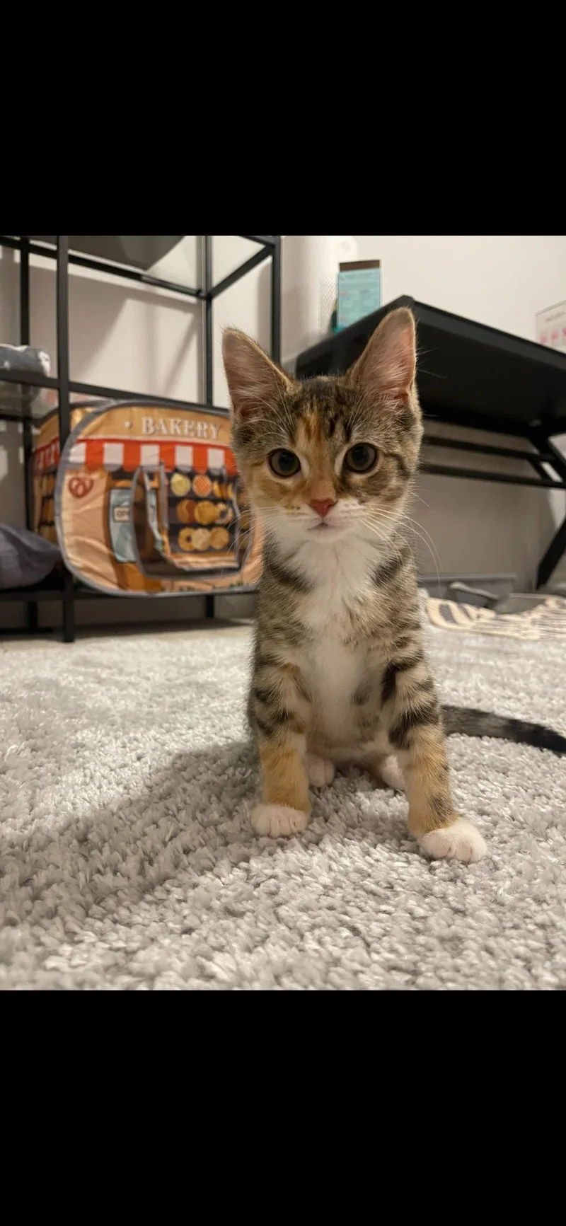 A baby medium-sized female Calico Domestic Short Hair cat named Spice for adoption in Farmington Hills, MI