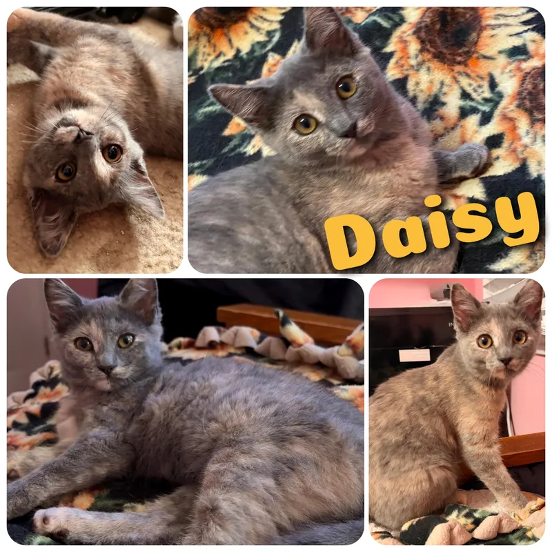 Daisy thumbnail 2