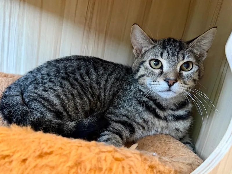 A baby small-sized male Domestic Short Hair cat named Avery for adoption in Cape Coral, FL