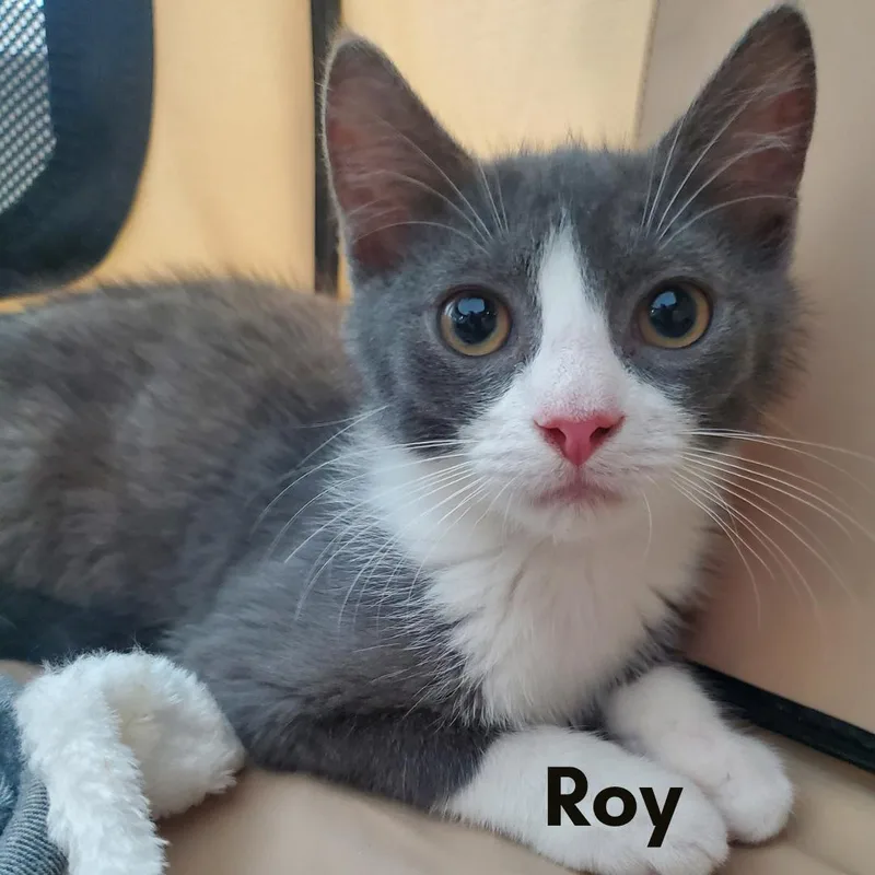 A young medium-sized male Gray & White Domestic Short Hair cat named Roy for adoption in New Haven, CT