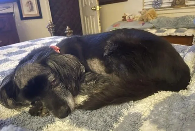 A senior small-sized female Cocker Spaniel dog named Cinder for adoption in Plano, TX