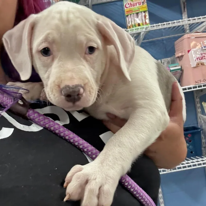 A baby small-sized female Pit Bull Terrier dog named Sally for adoption in Indianapolis, IN